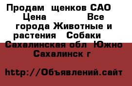 Продам ,щенков САО. › Цена ­ 30 000 - Все города Животные и растения » Собаки   . Сахалинская обл.,Южно-Сахалинск г.